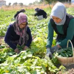 Çubuk turşusu 45 çeşidiyle dünya lezzetleri arasında