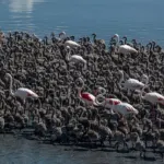 Flamingolar yavrularını kreş sistemi ile büyütüyor