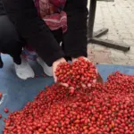 100 TL'den 50 TL'ye düştü. Demleyip içince hazımsızlığı gideriyor