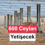 250 MW'lık güneş santralinde sıra dışı proje: Ceylan yetiştirilecek