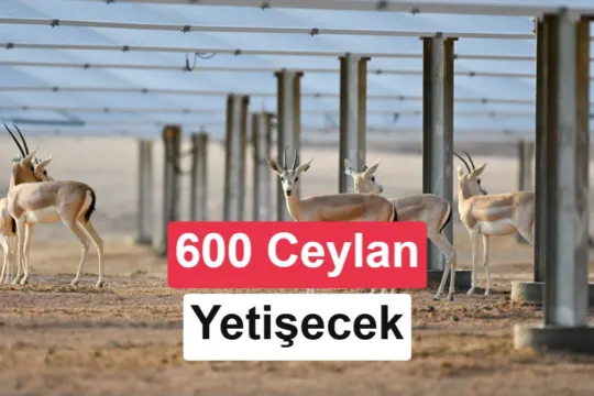 250 MW'lık güneş santralinde sıra dışı proje: Ceylan yetiştirilecek