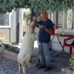 9 aylık kuzu, sahibinin yanından ayrılmıyor! Şanlıurfa'da sıra dışı dostluk