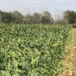 Artan maliyet altında ezilen çiftçiler iktidara seslendi: Pancar ekecek üretici bulamayacaksınız