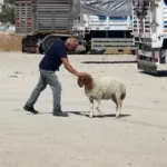Bekçi ile kuzunun sıra dışı dostluğu hayrete düşürüyor