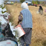Dağlarda kendiliğinden yetişiyor: 78 yaşındaki nine yıllardır topluyor! 'Bol olduğu için kendimiz yemeyip satıyoruz'