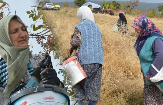 Dağlarda kendiliğinden yetişiyor: 78 yaşındaki nine yıllardır topluyor! 'Bol olduğu için kendimiz yemeyip satıyoruz'