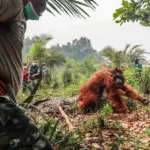 Endonezya'yı saran orman yangınlarında orangutanları kurtarmak için zamanla yarış