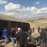 Erzurum'da hayvan yüklü tır devrildi: 130 küçükbaş telef oldu