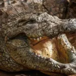 Gölet kenarında dehşet! Timsah balık tutan kişiye saldırıp suya çekti