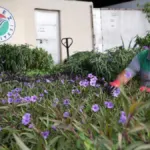 Kepez'de yetiştirilen çiçekler Antalya'ya renk katıyor