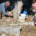 Kozalakları kaynatıp pekmeze dönüştürüyorlar: Kilosu 500 lira