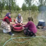 Sadece Kastamonu'da yetişiyor. Magnezyum, potasyum, demir deposuymuş