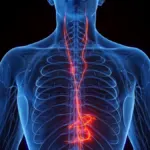 Vagus Siniri Nedir?