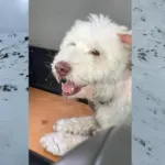 Zamanla yarıştılar: Çığın altında kalan köpek 2 gün sonra kurtarıldı